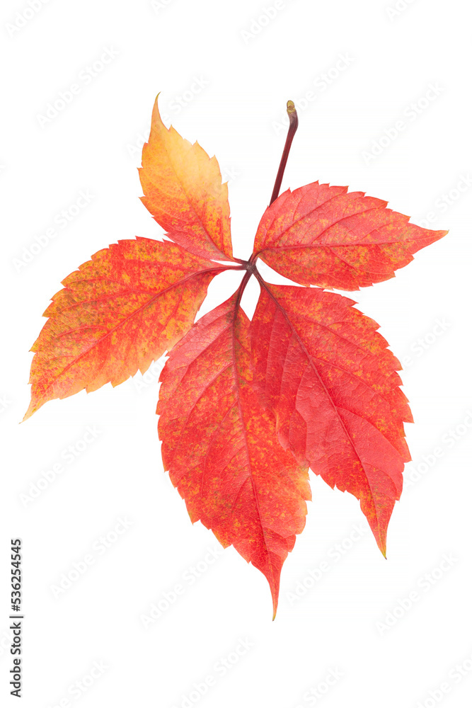 red autumnal grape leaves isolated on white red autumnal grape leaves isolated on white