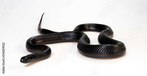 Montane egg-eating snake // Schwarze Eierschlange (Dasypeltis atra)