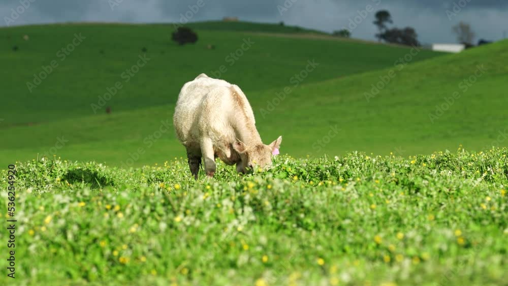 cows in a field grazing on pasture cows in a field grazing on pasture