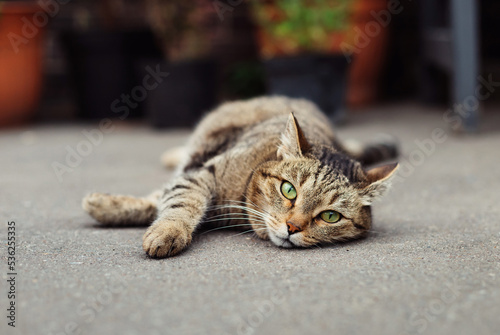 Striped cat with green eyes lies on the pavement