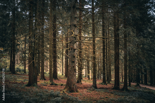 Beautiful view of an alley of tall pine trees through a hole in late summer