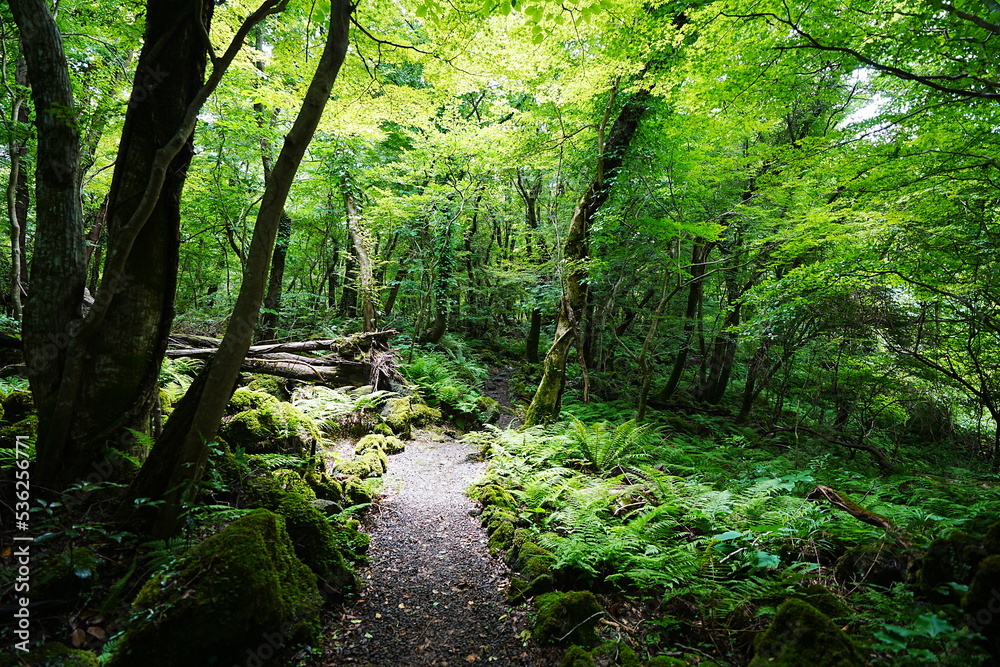 refreshing summer forest in the sunlight refreshing summer forest in the sunlight