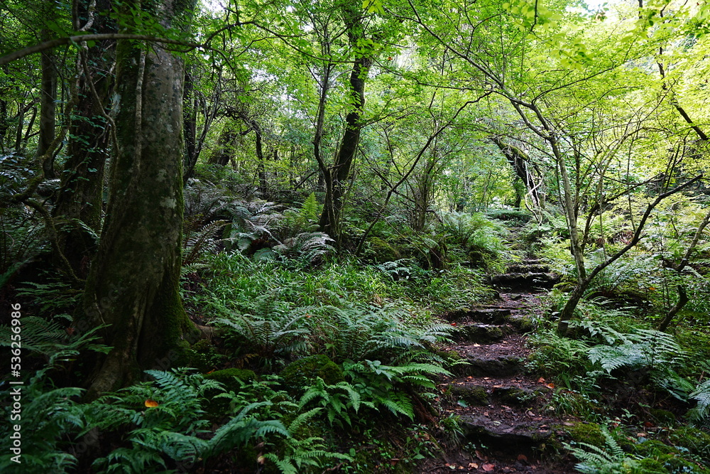 stairs in dense forest stairs in dense forest
