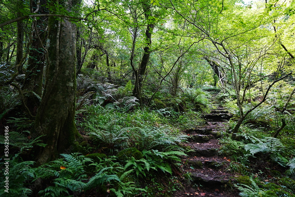 stairs in dense forest