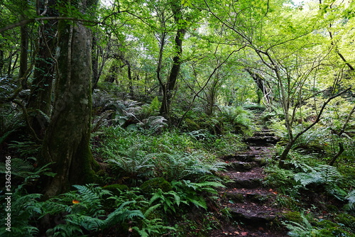 Fototapeta Naklejka Na Ścianę i Meble -  stairs in dense forest