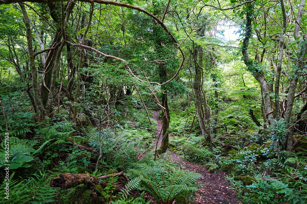 primeval forest in summer
primeval forest in summer