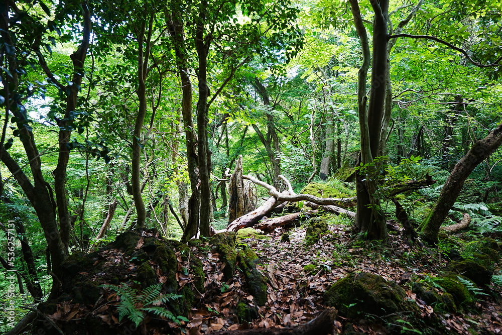 Fototapeta premium mossy trees in summer forest