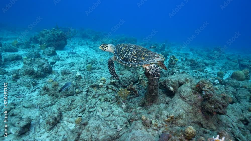 4K 120 fps Super Slow Motion Seascape with Hawksbill Sea Turtle in the coral reef of the Caribbean Sea, Curacao 4K 120 fps Super Slow Motion Seascape with Hawksbill Sea Turtle in the coral reef of the Caribbean Sea, Curacao