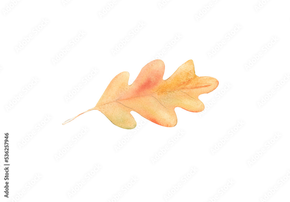 Naklejka premium Oak Leaf