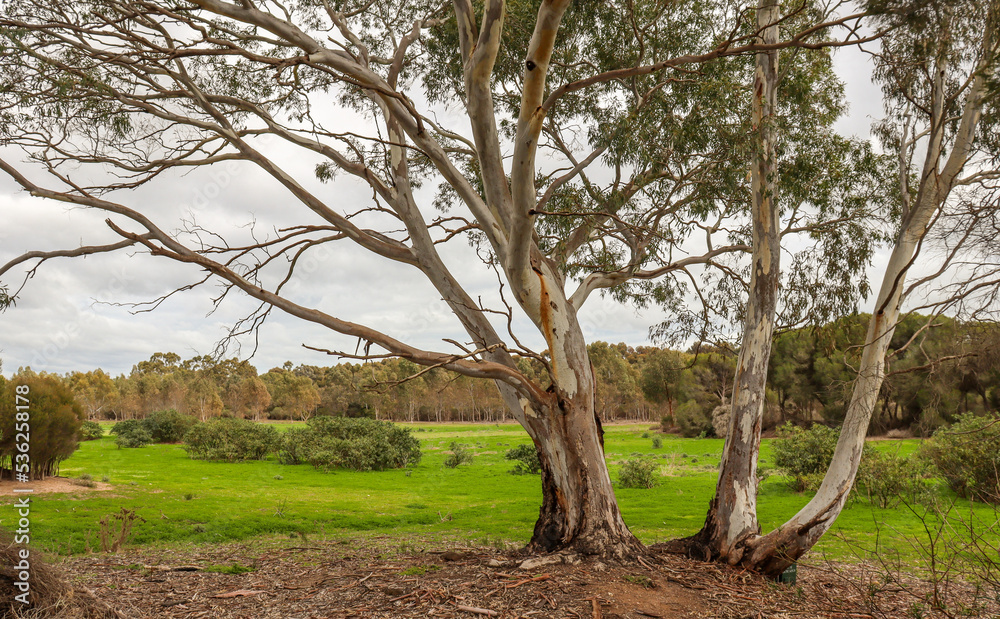 eucalyptus tree in rural landscape eucalyptus tree in rural landscape