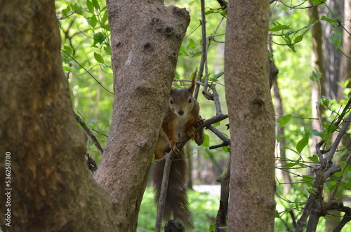 squirrel on a tree