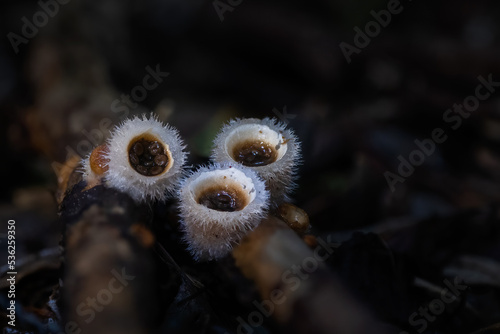 Bird’s nest fungi (Crucibulum laeve) grow on fallen branches on the forest floor. The flat ‘eggs’ contain spores and are thrown from the ‘nest’ by splashes of raindrops. photo