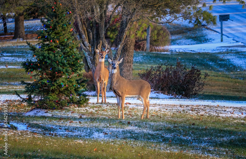 Two young bucks standing in the lawn near a pine tree decorated for Christmas; a mailbox in the street in the background; Midwestern town, Missouri