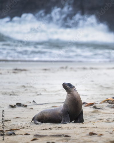 New Zealand sea lion (Phocarctos hookeri) at Sandfly Bay, Otago Peninsula. Vertical format.