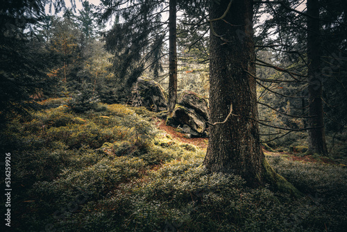 Der Bayerische Wald zum Herbstanfang mit grünem Wald und Bäumen. Bayern Deutschland