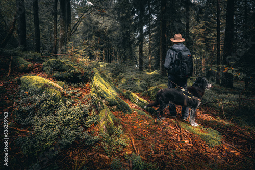 Der Bayerische Wald zum Herbstanfang mit grünem Wald und Bäumen. Bayern Deutschland