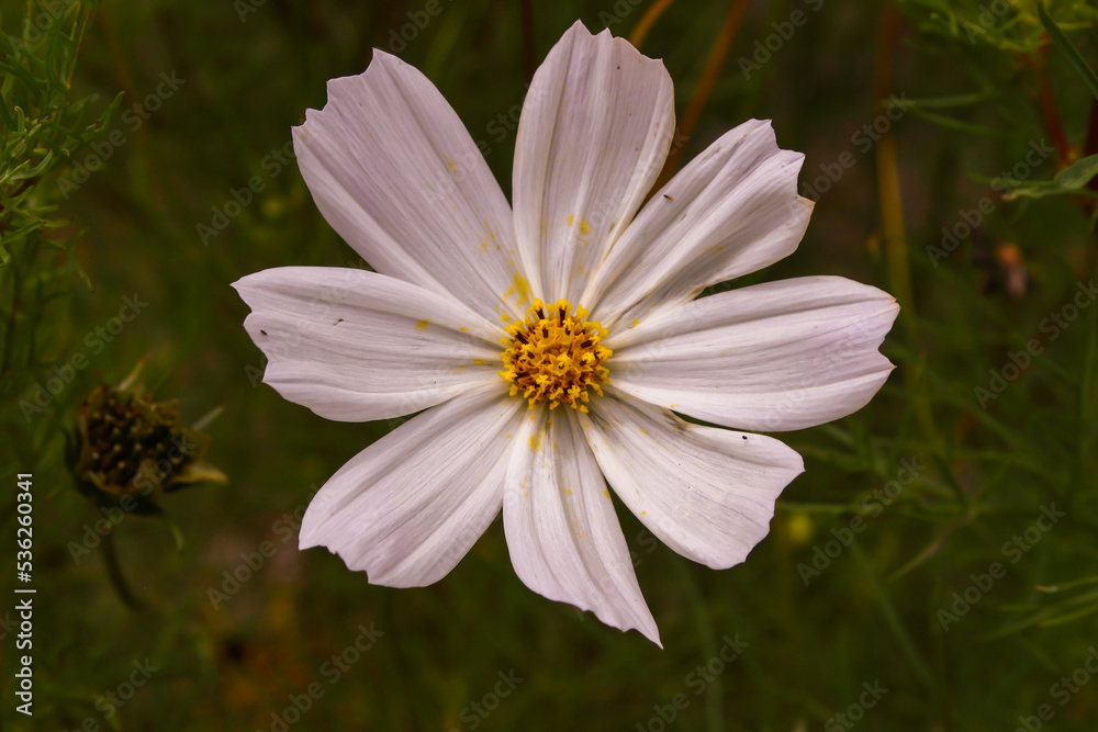 Fototapeta premium Garden Cosmos (Cosmos bipinnatus). Close-Up of a White Flower with a Blurred Background