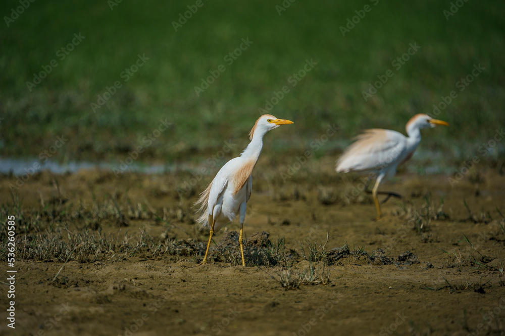 Western Cattle Egret (Bubulcus ibis) walking on grass Western Cattle Egret (Bubulcus ibis) walking on grass