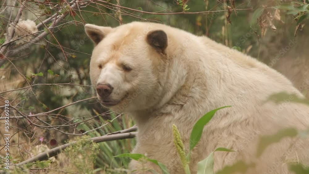 Adorable white Kermode Spirit Bear wrinkles snout and looks to camera Adorable white Kermode Spirit Bear wrinkles snout and looks to camera