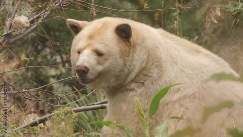 Adorable white Kermode Spirit Bear wrinkles snout and looks to camera photo