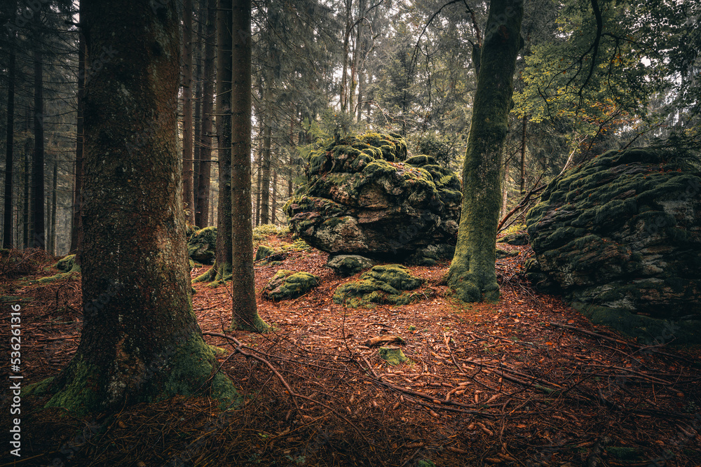 Obraz premium Der Bayerische Wald zum Herbstanfang mit grünem Wald und Bäumen. Bayern Deutschland