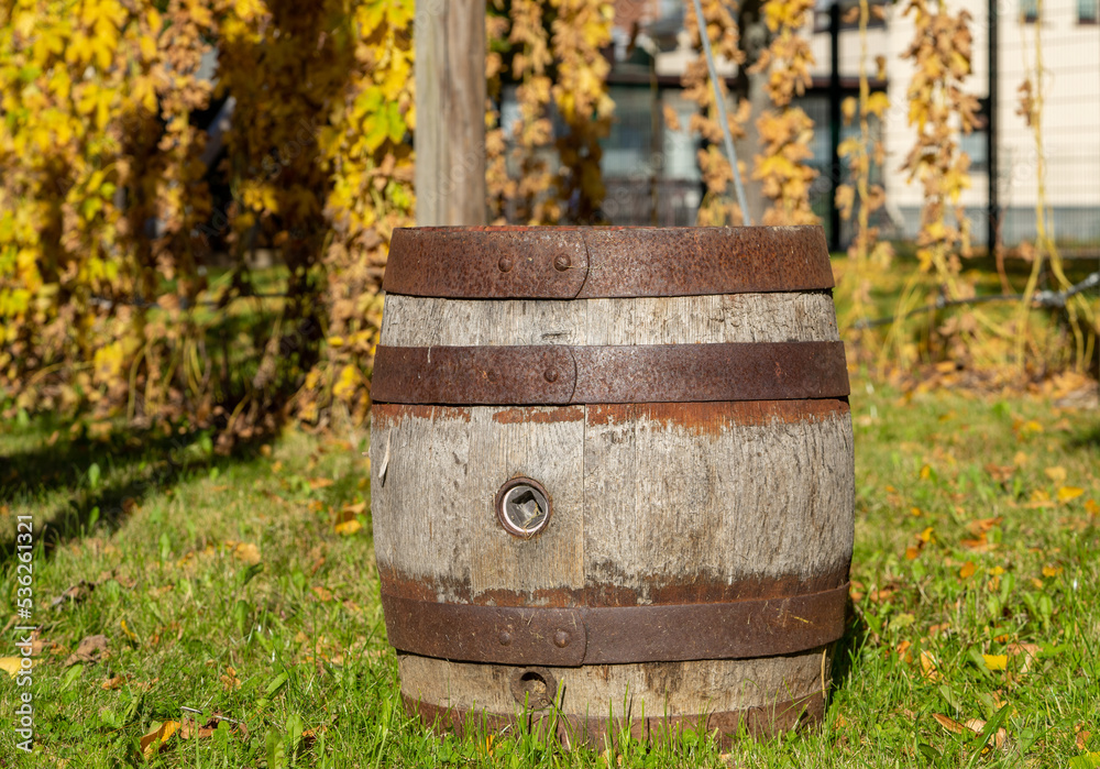 Altes Holz Weinfass mit Weinreben im Hintergrund Altes Holz Weinfass mit Weinreben im Hintergrund