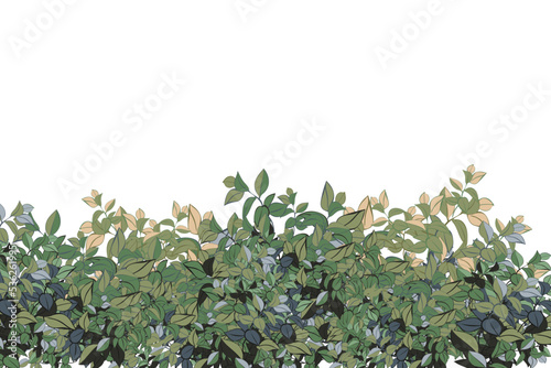 Realistic garden shrub, seasonal bush, boxwood, tree crown bush foliage.Ornamental green plant in the form of a hedge.For decorate of a park, a garden or a green fence.