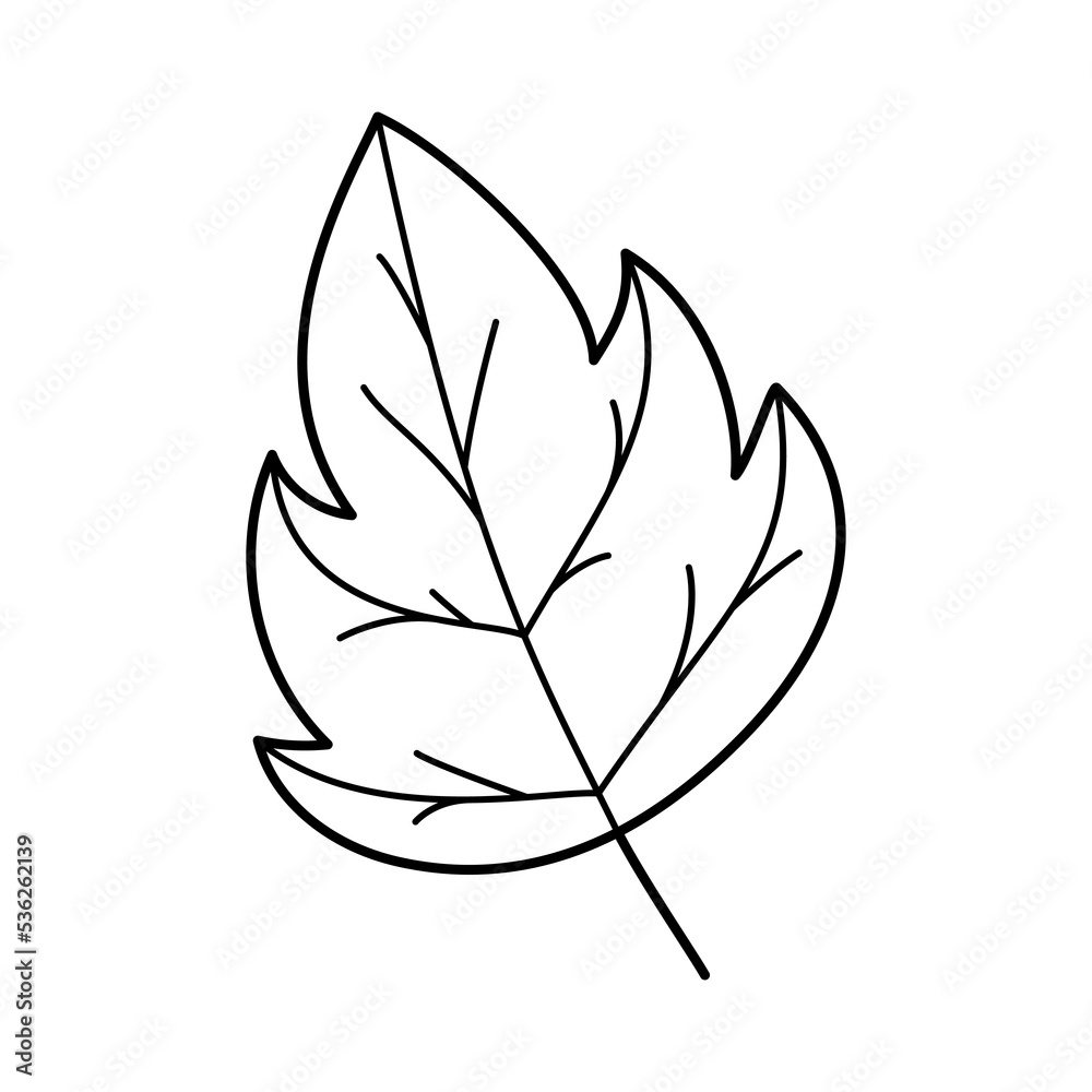 Hand drawn leaf. Doodle floral garden design element. Ecology concept.