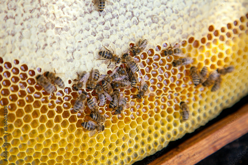 Working bees on the yellow honeycomb with sweet honey.. Working bees on the yellow honeycomb with sweet honey..
