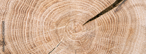 Cut tree log Wood texture background. Wood rings