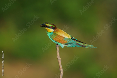 European Bee-eater (Merops apiaster) perched on tree branch
