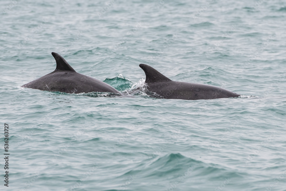 Fototapeta premium Dauphins de Bretagne