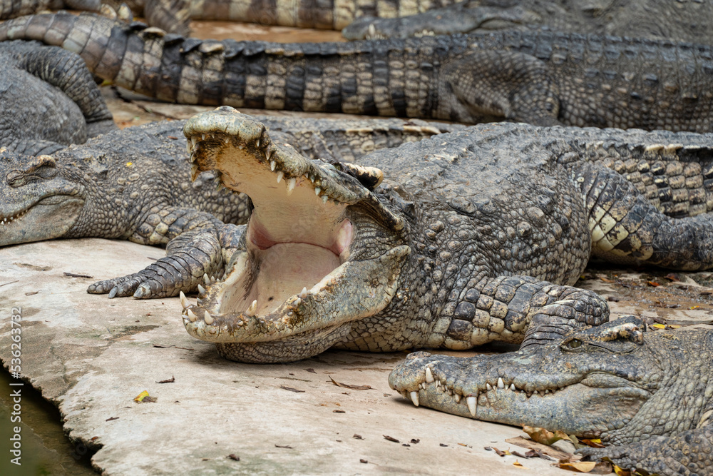 Large combed crocodile lies on the ground with its mouth open. This is how they regulate body temperature. They also clean his mouth with a bird called the crocodile watchman (Egyptian runner). Large combed crocodile lies on the ground with its mouth open. This is how they regulate body temperature. They also clean his mouth with a bird called the crocodile watchman (Egyptian runner).
