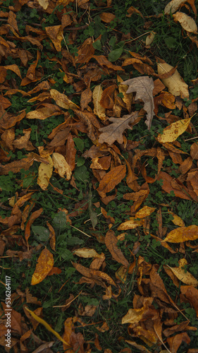 Many autumn leaves on the grass