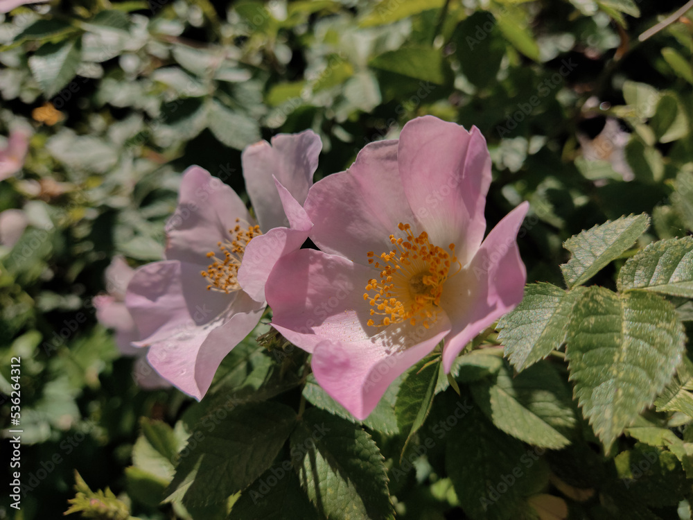 Obraz premium Two flowers on a bush