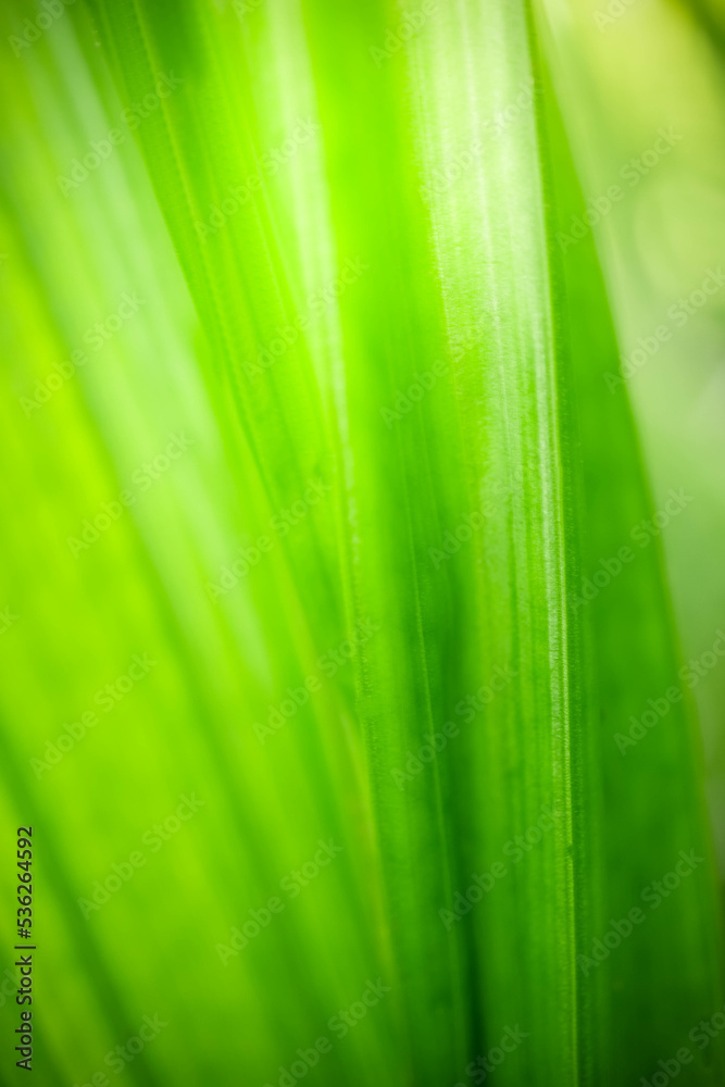 Abstract background nature of green leaf on blurred greenery background in garden. Natural green leaves plants used as spring background cover page greenery environment ecology lime green wallpaper Abstract background nature of green leaf on blurred greenery background in garden. Natural green leaves plants used as spring background cover page greenery environment ecology lime green wallpaper