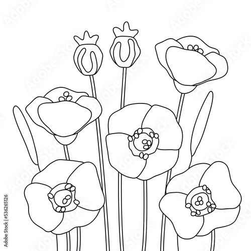 vector poppy flowers medow coloring page outline wildflowers contour field bloom 