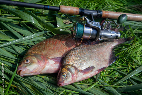 Two big freshwater common bream fish and fishing rod with reel on green reed..