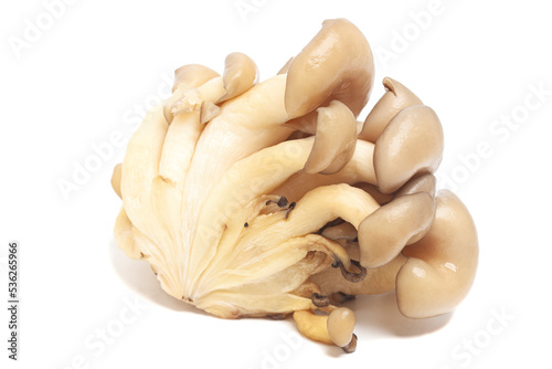 oyster mushrooms isolated on white background