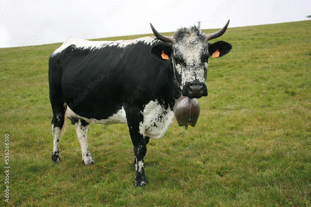 Vache de race vosgienne; massif vosgien à proximité de la route des Crêtes et du Markstein, commune de Fellering (Alsace, Haut-Rhin, France)