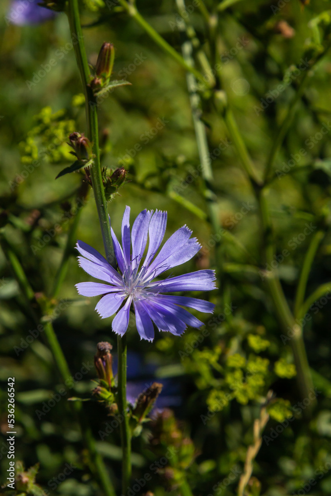 Blue flowers of chicory on the background of the summer landscape Blue flowers of chicory on the background of the summer landscape
