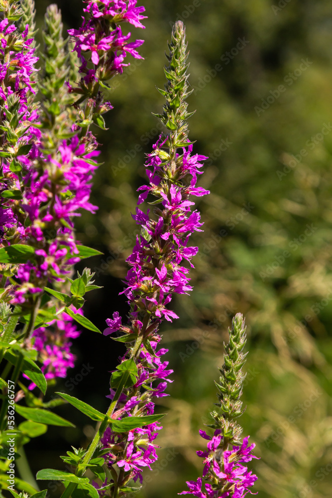 Fototapeta premium Pink flowers of blooming Purple Loosestrife Lythrum salicaria on the shoreline