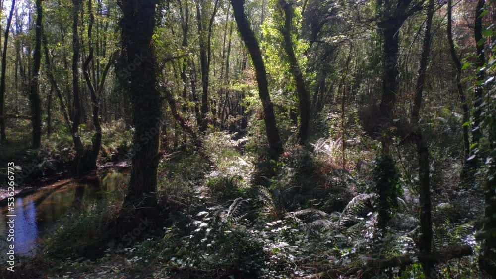 river that runs in the middle of the forest of birch, oak and Alnus glutinosa or alder, the sun's rays penetrate between the branches, shot turning to the left, Galicia, Spain river that runs in the middle of the forest of birch, oak and Alnus glutinosa or alder, the sun's rays penetrate between the branches, shot turning to the left, Galicia, Spain