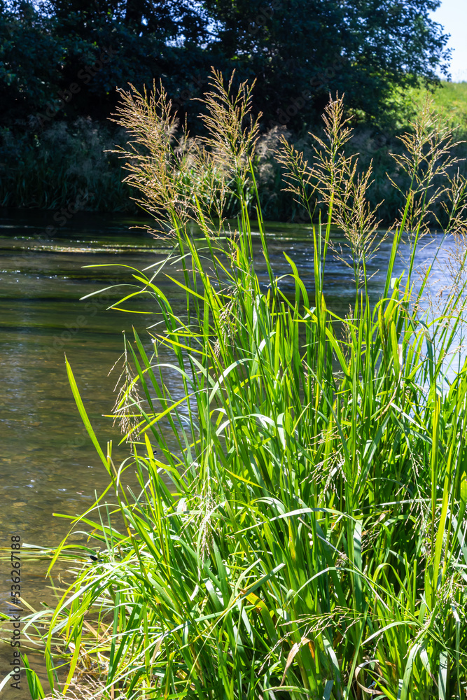 Glyceria maxima, commonly known as great manna grass, reed mannagrass, reed sweet-grass, and greater sweet-grass is rhizomatous perennial grasses in mannagrass genus native to Europe Glyceria maxima, commonly known as great manna grass, reed mannagrass, reed sweet-grass, and greater sweet-grass is rhizomatous perennial grasses in mannagrass genus native to Europe