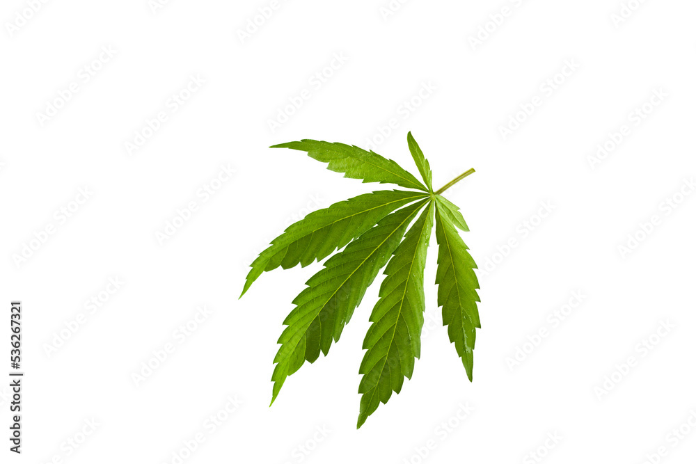 Leaf of hemp isolated on a white background Leaf of hemp isolated on a white background