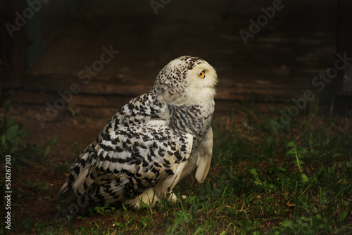 Polar owl in zoo on dark background
