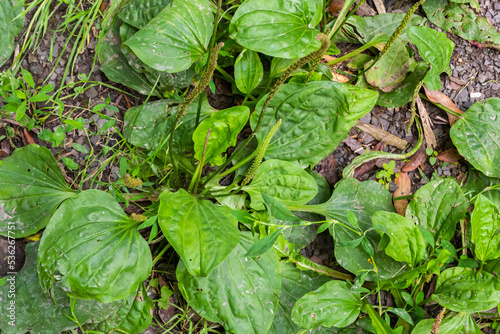 Plantago major Plantago, Plantain, fleaworts There are 3-5 parallel veins that diverge in wider leaf. The inflorescences on long stalks with short spikes numerous tiny wind-pollinated flowers photo