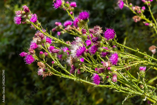 A flowering bush of pink sows Cirsium arvense in a natural environment  among wild flowers. Creeping Thistle Cirsium arvense blooming in summer. Violet flowers on meadow  focus on flower in front