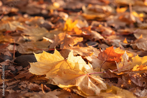 Gentle rays of the autumn sun shine through the fallen yellow maple leaves on mountain paths (selective focus)