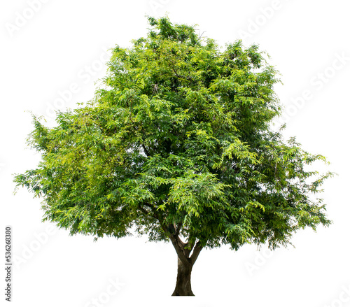 The tree is completely separated from the white ba background Scientific name Dolichandrone serrulata (Wall. ex DC.) Seem.